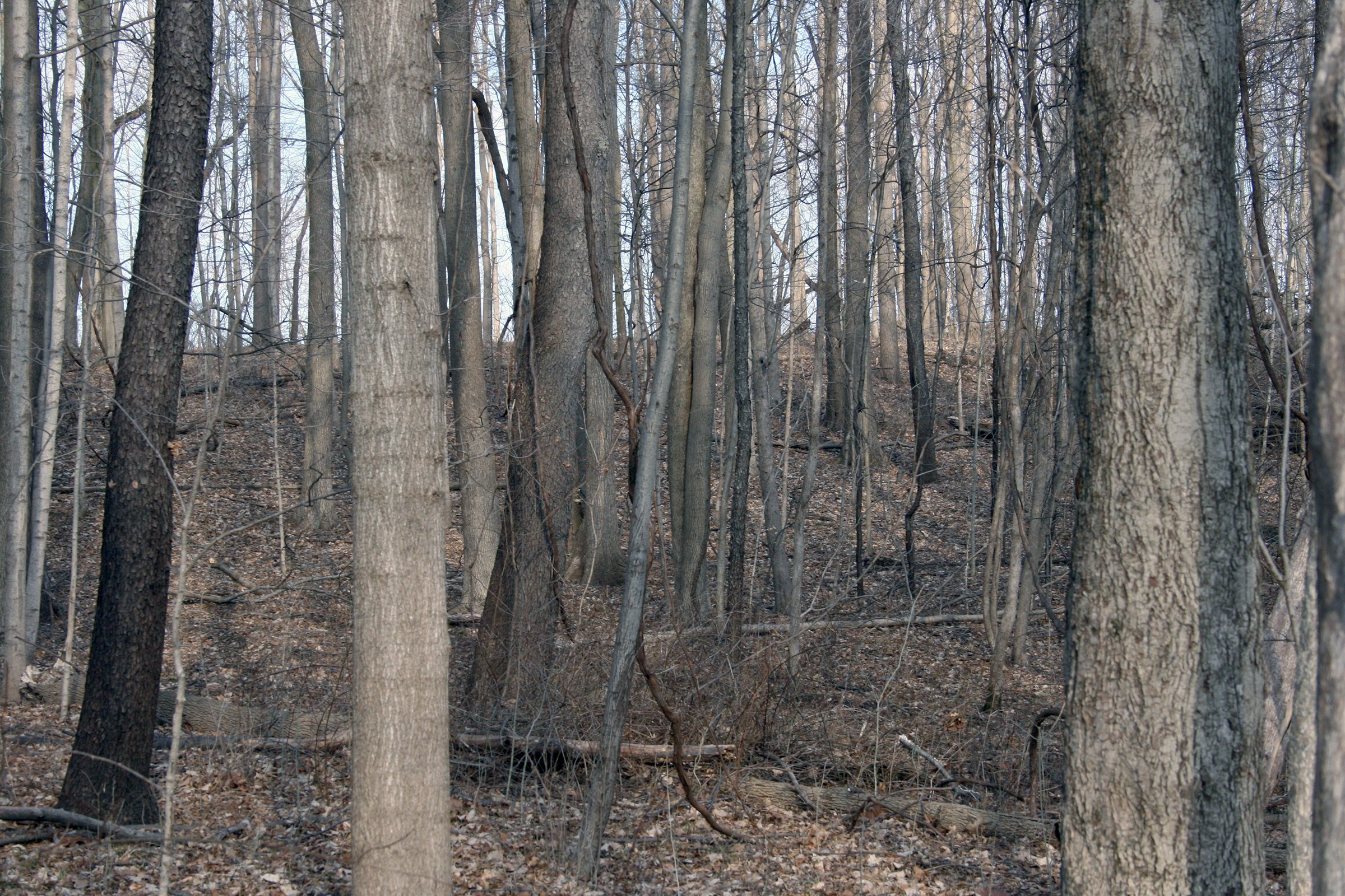 Tract 4 Swing Tract - REAL ESTATE AUCTION - 84.5+/- ACRES IN 4 TRACTS IN WHITLEY COUNTY, INDIANA